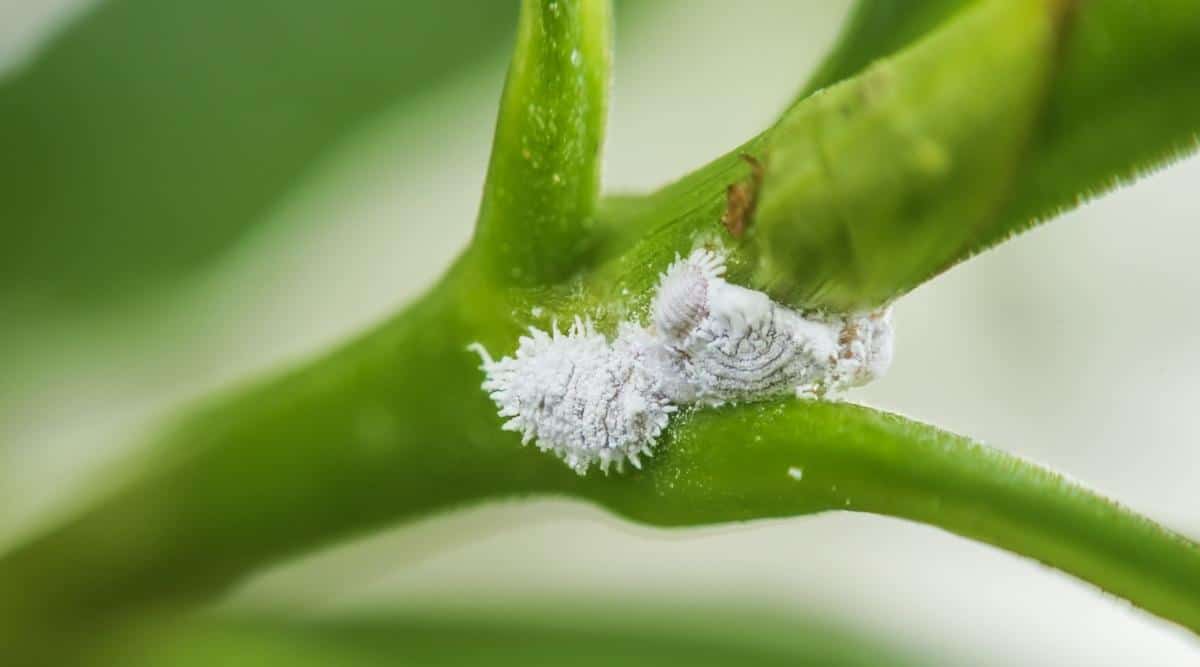 Mealybug Infestation