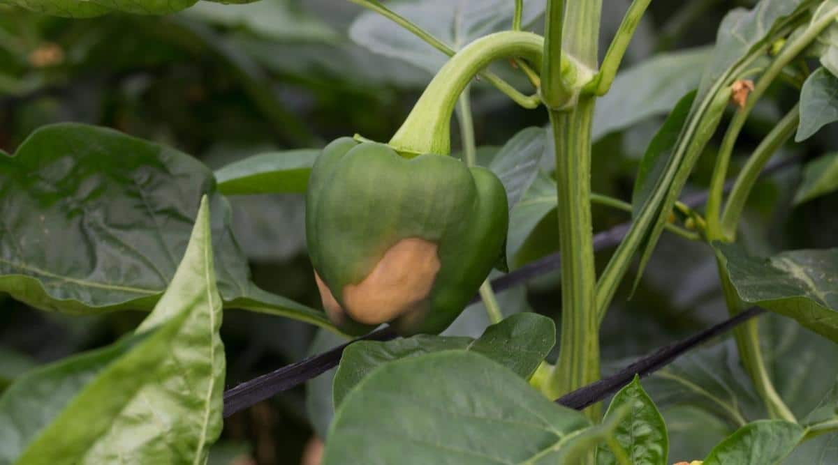 Pepper with Blossom End Rot, causing brown spot on pepper fruit. 