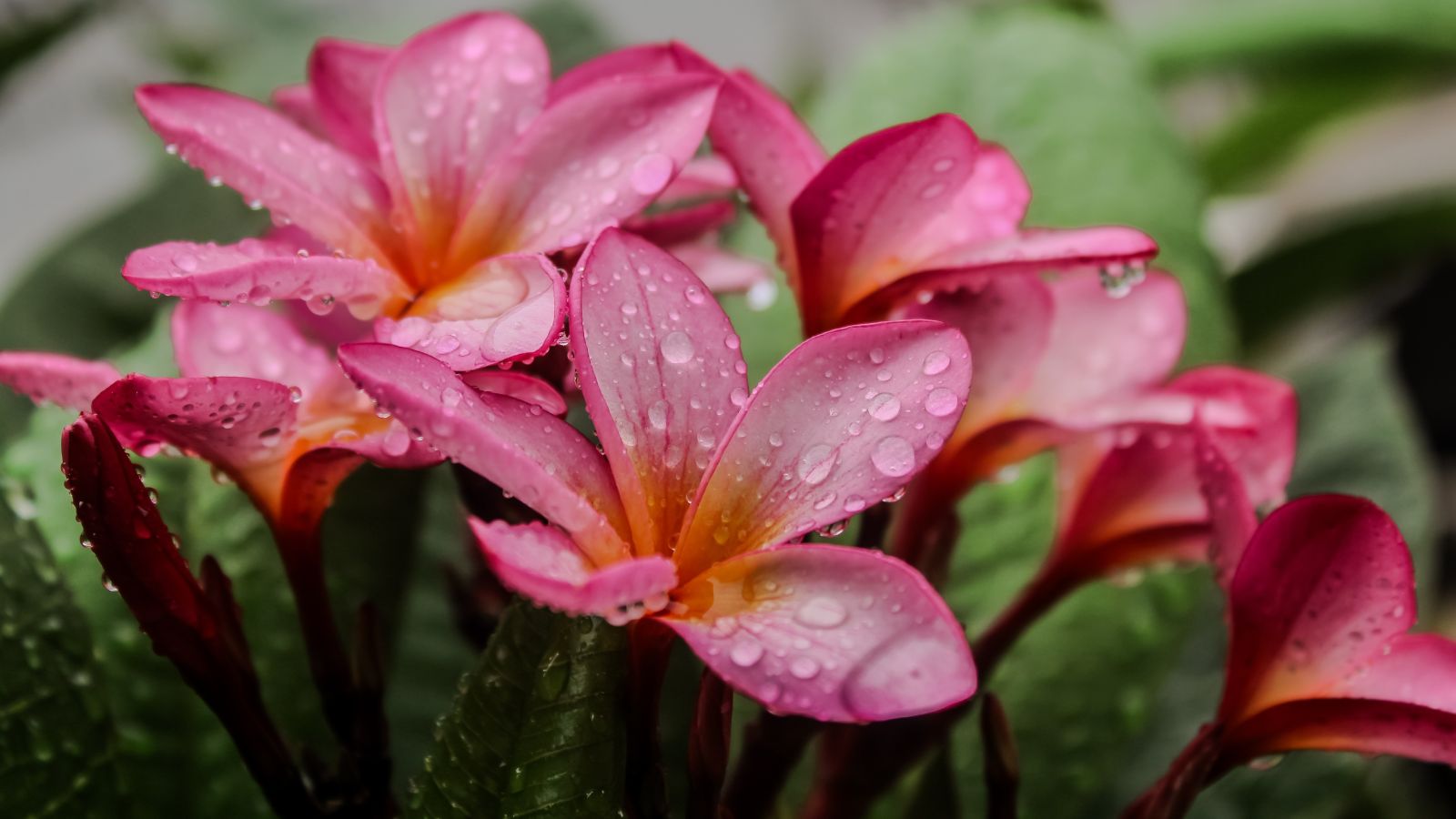 Pink Frangipani blooms with wet petals, appearing lovely and refreshed after getting watered as droplets sit on the petals