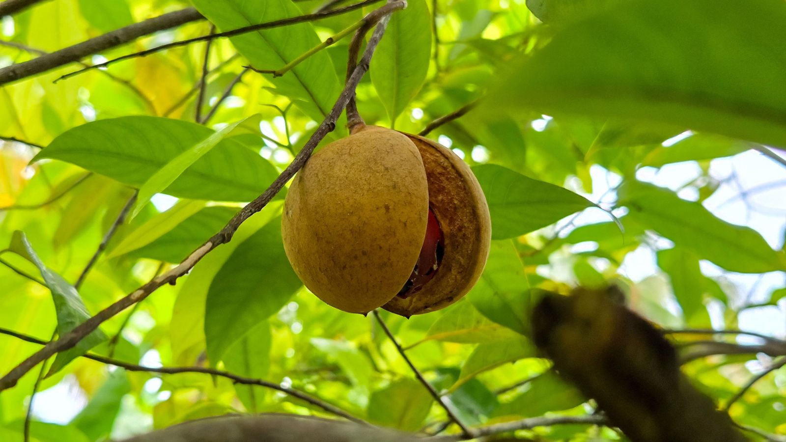Ripening Myristica fragrans fruit, appearing to have yellow skin and is split open surrounded by countless leaves forming a canopy overhead