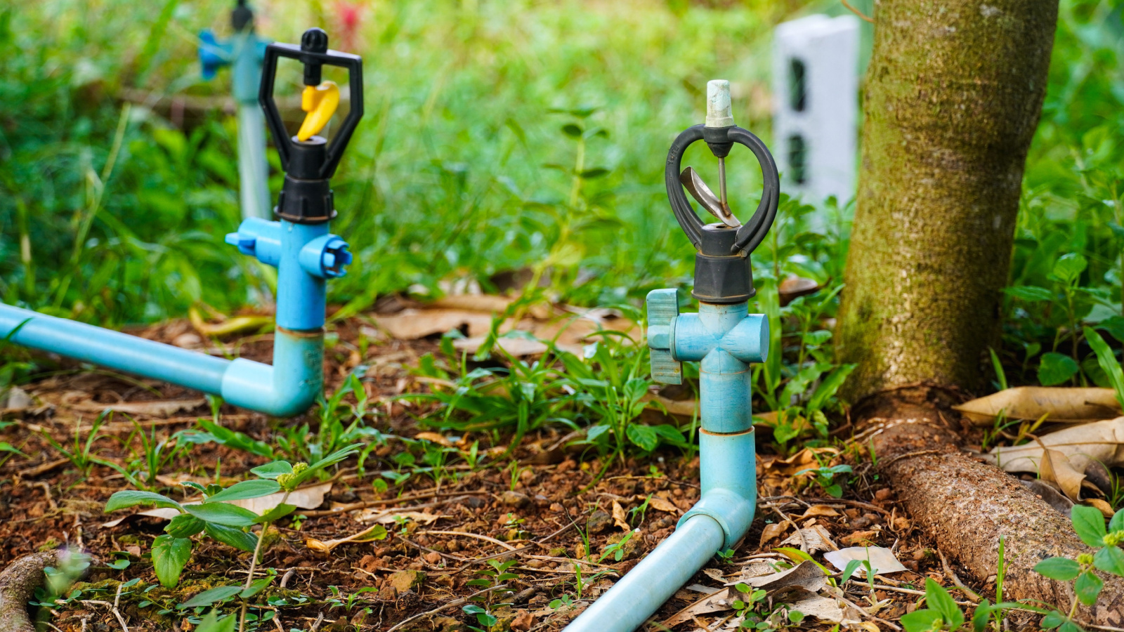 A shot of two sprinklers at the base of a durian tree.