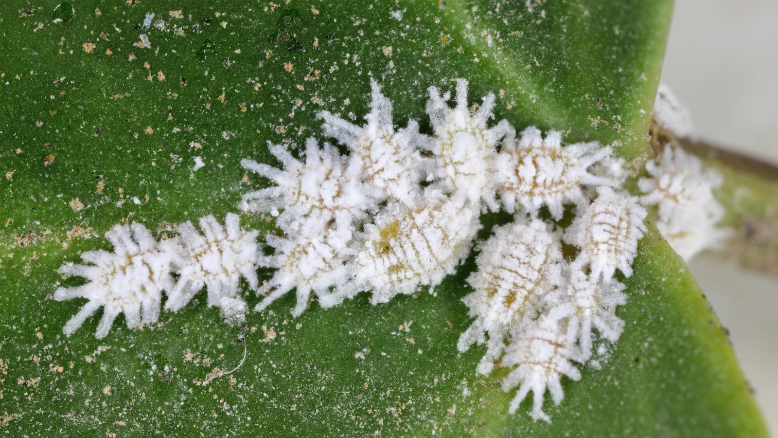 A close-up shot of a small composition of spiky, white colored mealybug pests, grouped together on a green leaf of a plant