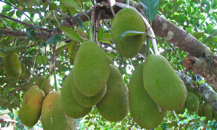 Unripe durians