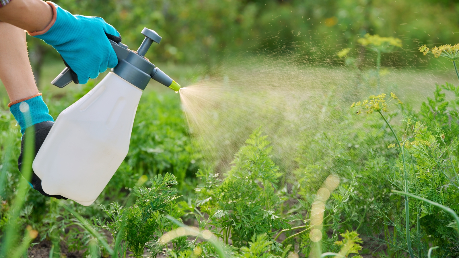 A gloved hand directs a white bottle toward a field filled with dense, leafy green plants bathed in natural sunlight, surrounded by a wild and open landscape.