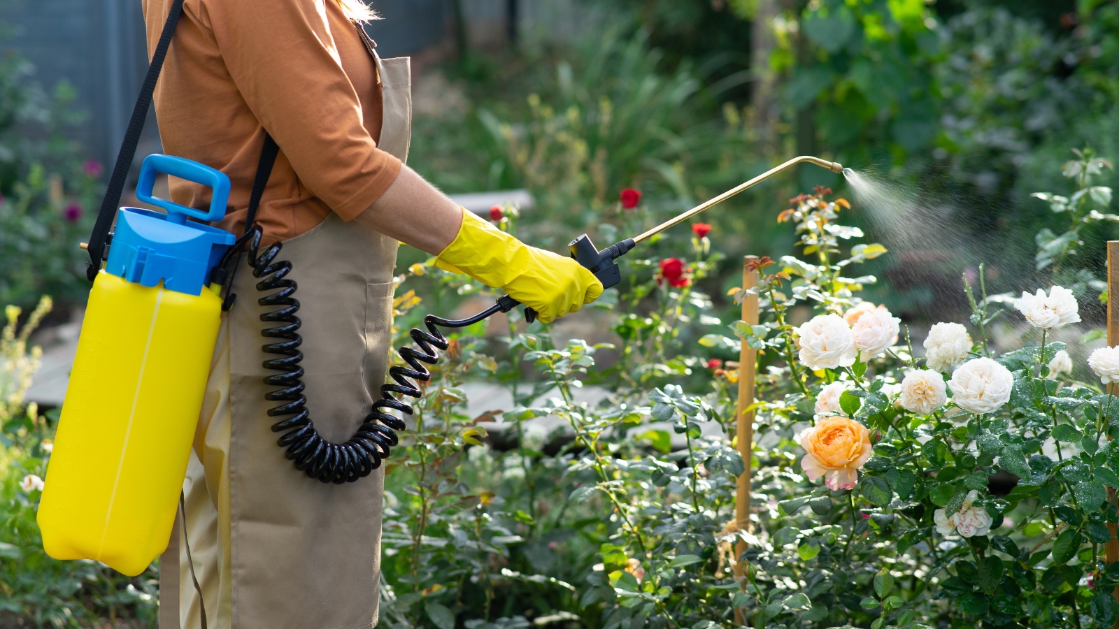 A yellow container is held by a gardener near a collection of white, pink, and yellow flowering plants, with lush green stems and leaves illuminated by soft sunlight.