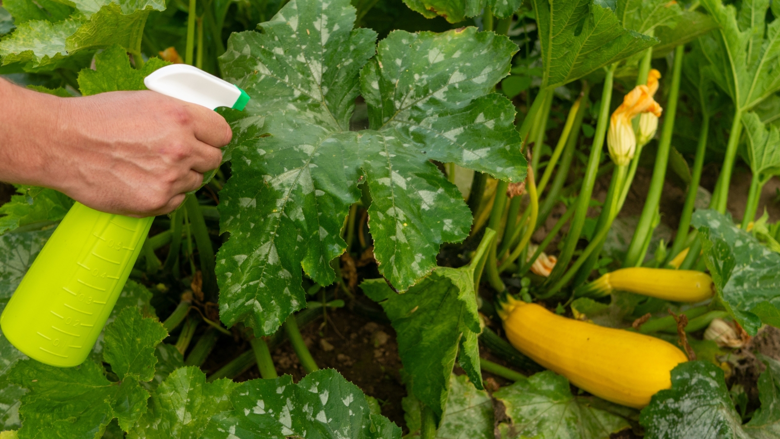 A yellow spray bottle is being used over large, broad, green leaves with white speckles in a garden bed next to bright yellow squash nestled among the foliage.