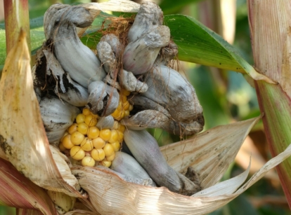 A closeup shot of corn smut caused by a fungal pathogen on a yellow piece of crop surrounded by green and brown foliage under bright sunlight