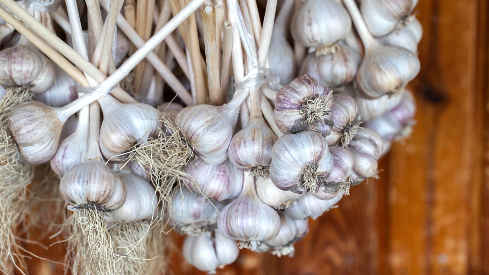 Bundles of curing garlic being hung from somewhere high up with a wooden wall in the background placed somewhere with light
