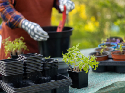 How to transplant seedlings.
