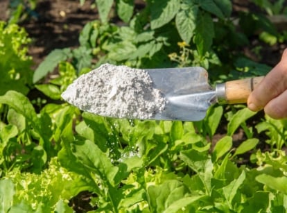 Someone using a steel trowel to scoop milky spore powder held above a garden bed with leafy green crops placed in a sunny location