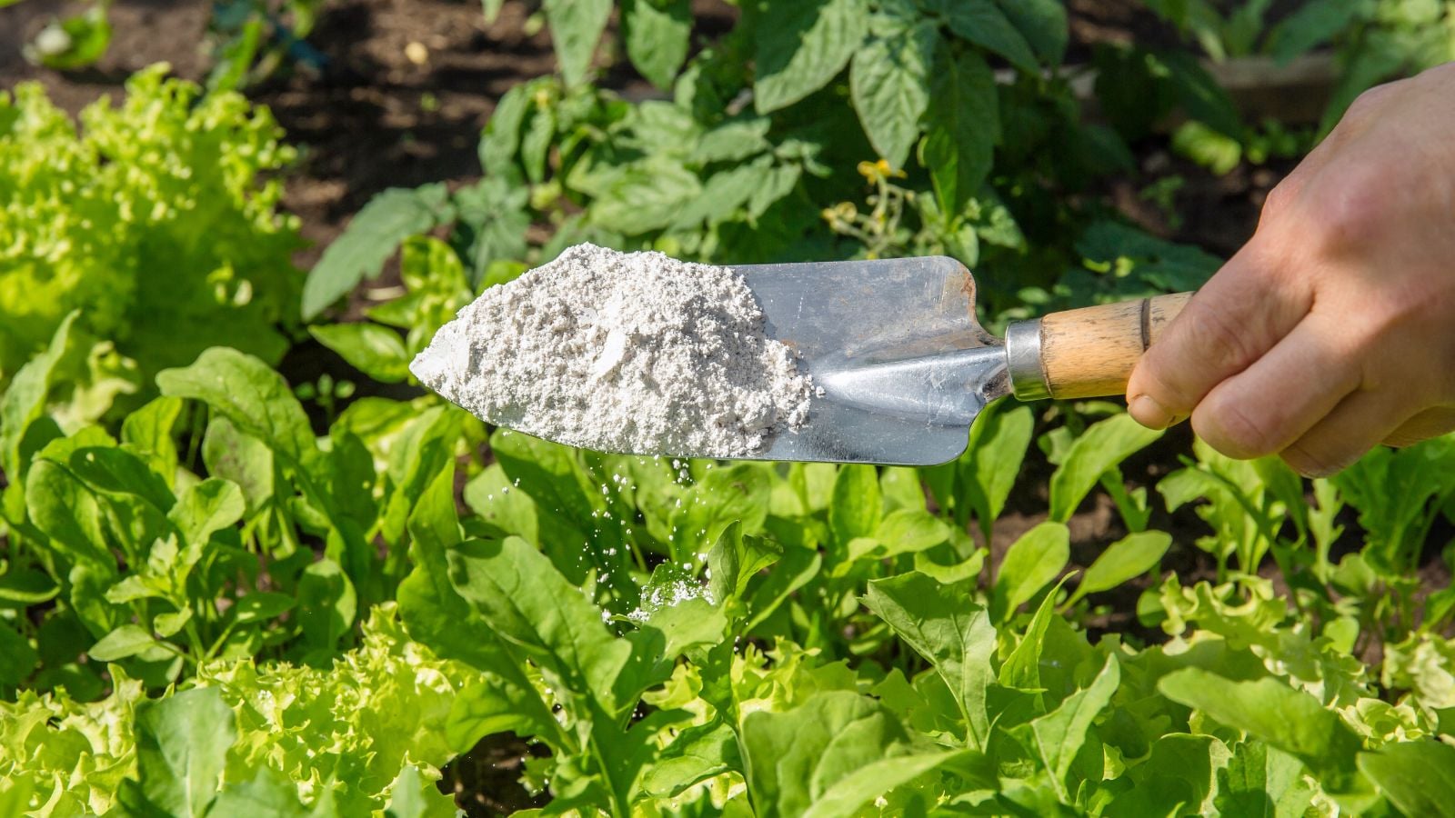 Someone using a steel trowel to scoop milky spore powder held above a garden bed with leafy green crops placed in a sunny location
